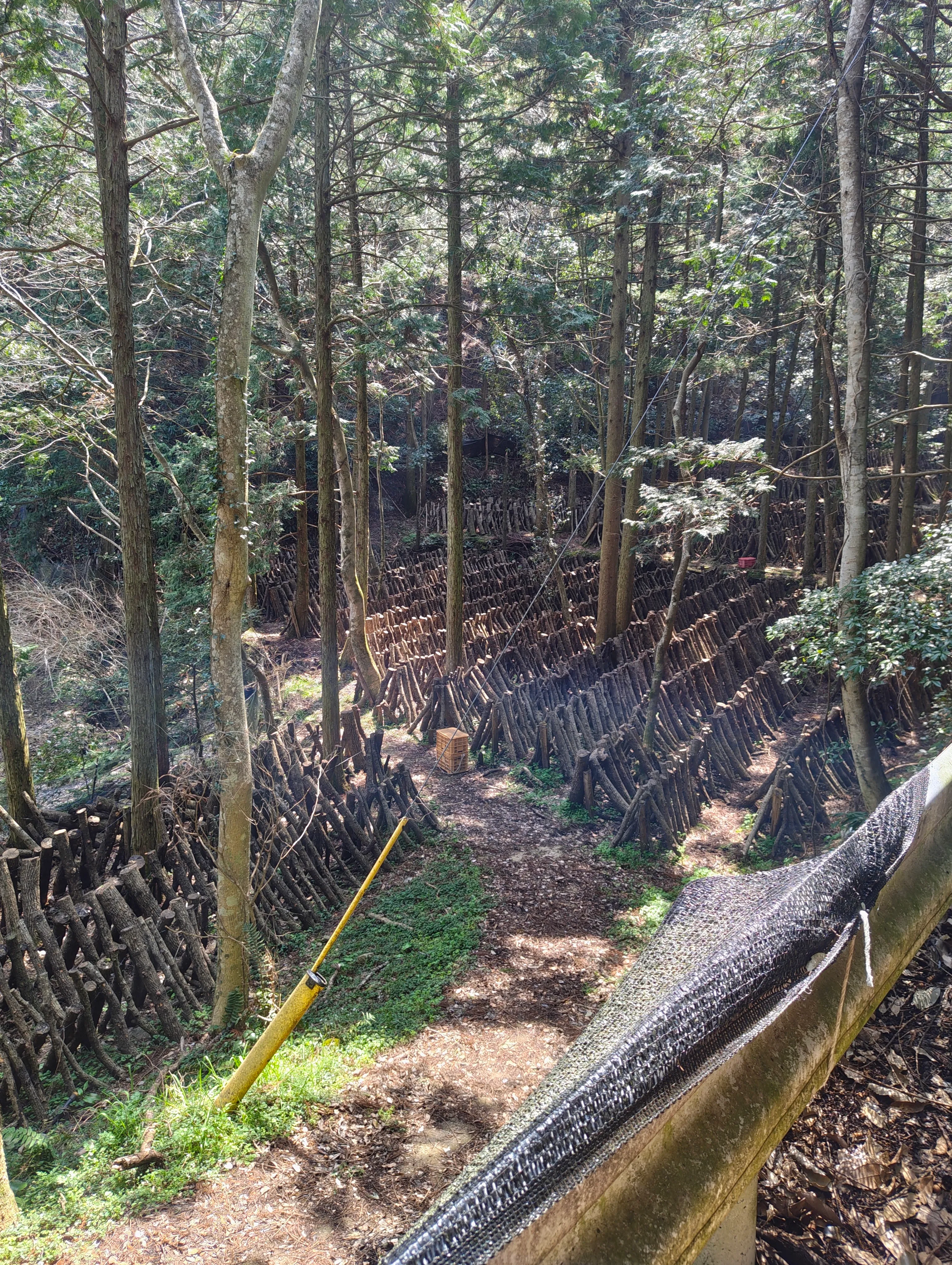 クヌギと椎茸栽培